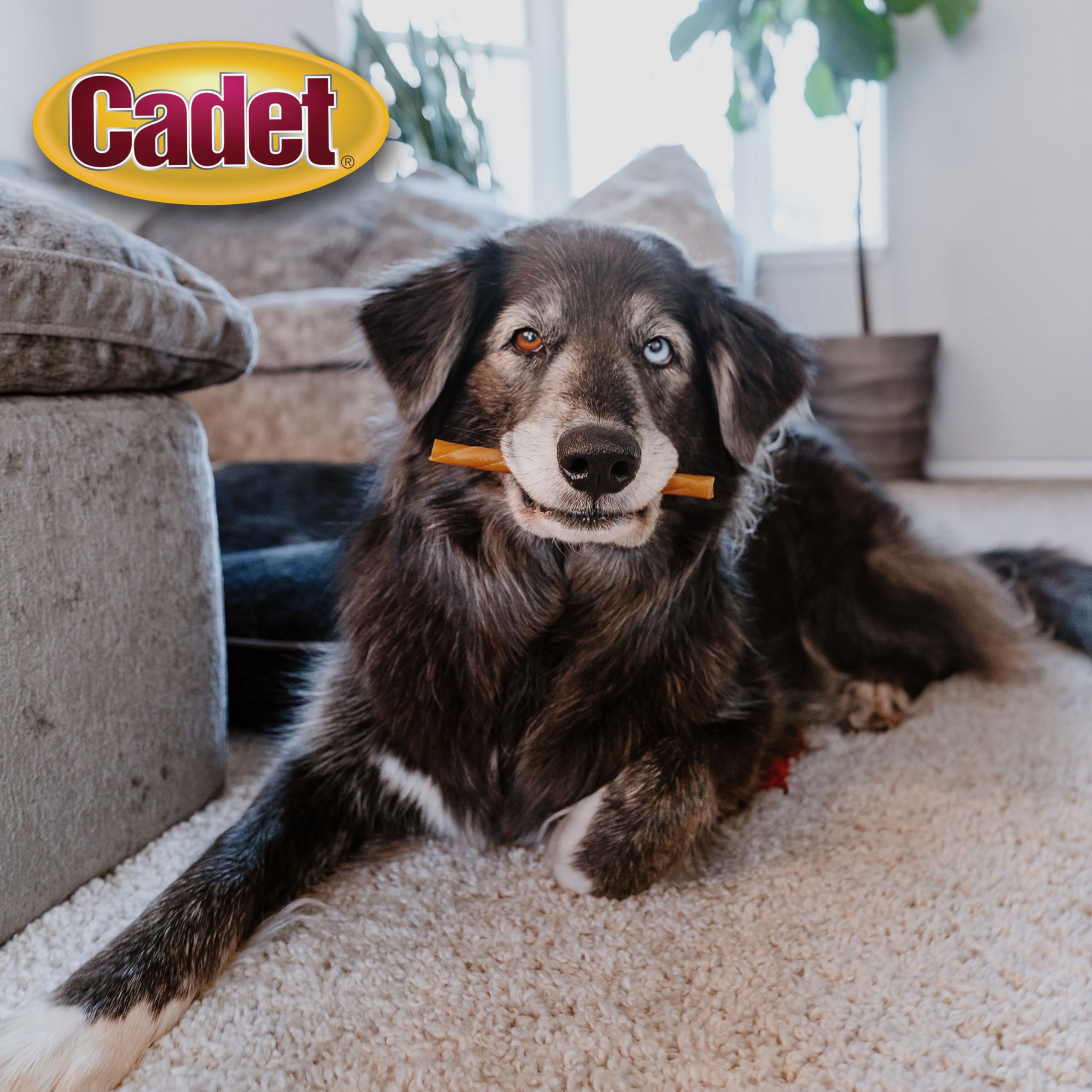 Cadet Chewalicious Classic Chewy Twists with Real Peanut Butter, Rawhide-Free Healthy Dog Chews, Limited-Ingredient & Long-Lasting Chew Treats for Dogs, Peanut Butter Flavor, 15 Count - Image 5
